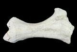 Miocene Rhino (Teleoceras) Tibia - Nebraska #143493-1